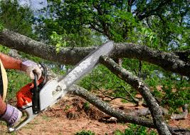 Best Storm Damage Tree Cleanup  in Lam, AR